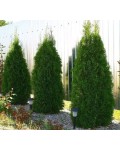 Thuja occidentalis ’Weimar’